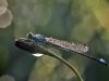 Ischnura elegans - male