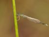 Ischnura pumilio - male - juvenil
