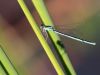 Ischnura pumilio - female