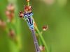Ischnura pumillio - male