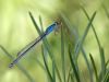 ischnura_pumilio_f_img_1981