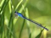 Ischnura pumilio - female - blue