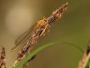 Ischnura pumilio - female - juvenil