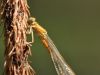 Ischnura pumilio - female - juvenil
