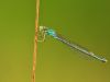 Ischnura pumilio - female - img_8403