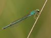 Ischnura pumilio - female - img_8413