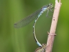 Coenagrion lunulatum - tandem_img_3614