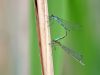 Coenagrion lunulatum - tandem_img_3622