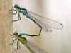Coenagrion lunulatum - Tandem_img_3626