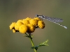 Enallagma cyathigerum