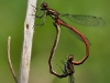 Pyrrhosoma nymphula