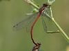 Pyrrhosoma nymphula
