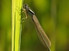 Ischnura pumilio