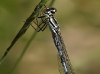 Coenagrion hastulatum