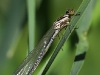 Coenagrion hastulatum