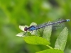 Erythromma najas