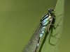 Coenagrion lunulatum_male