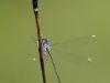 Nehalennia speciosa-female - img_9258