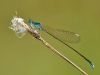 Nehalennia speciosa-male_img_9