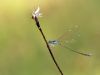 Nehalennia speciosa - female _img_92