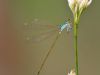 Nehalennia speciosa - male _img_9321