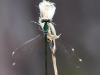 Nehalennia speciosa _draufsi