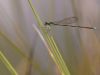 Nehalennia speciosa - male _img_9312