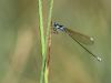 Nehalennia speciosa - female -