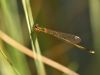 Nehalennia speciosa - red eyes - female