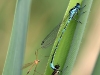 Coenagrion pulchellum Tandem mit Zuschauer