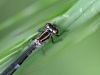 Coenagrion puella pronotum - female_IMG_246