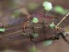 Pyrrhosoma nymphula - tandem lay eggs