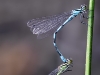 Coenagrion hastulatum Tandem