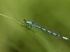 Coenagrion hastulatum, male
