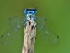 Coenagrion puella - Zygoptera Mandibeln
