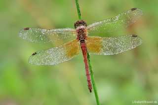 Sympetrum flaveolum - male 02