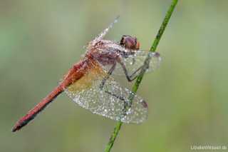 Sympetrum flaveolum - male 03