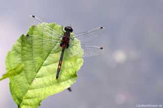Leucorrhinia dubia male mature