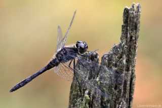 Sympetrum danae male_img_2815