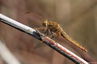 Crocothemis erythraea female