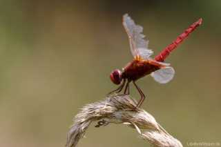 Crocothemis erythraea - male