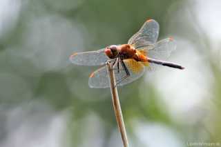 Sympetrum flaveolum