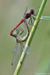 Sympetrum sanguineum