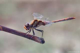 Sympetrum striolatum - male