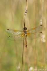 Sympetrum flaveolum
