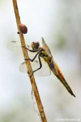Libellula quadrimaculata - female juvenil and a snail