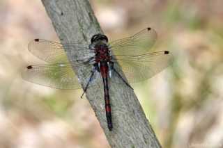 Leucorrhinia rubicunda - male