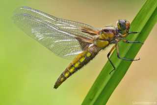 Libellula depressa