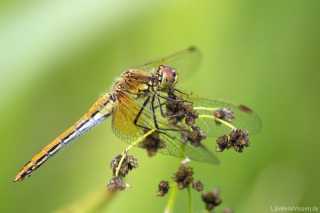 Sympetrum flaveolum