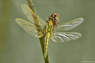 Orthetrum cancellatum